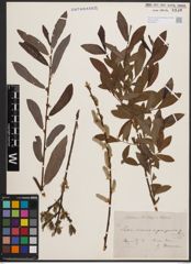 Foto von Salix cinerea L. x Salix purpurea L.